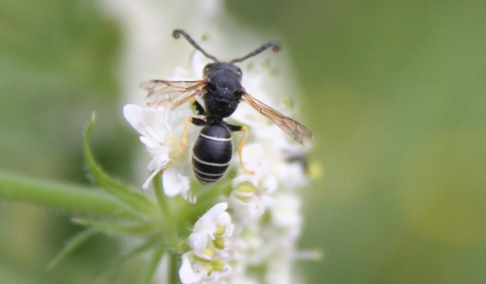  Eumeninae Leach, 1815