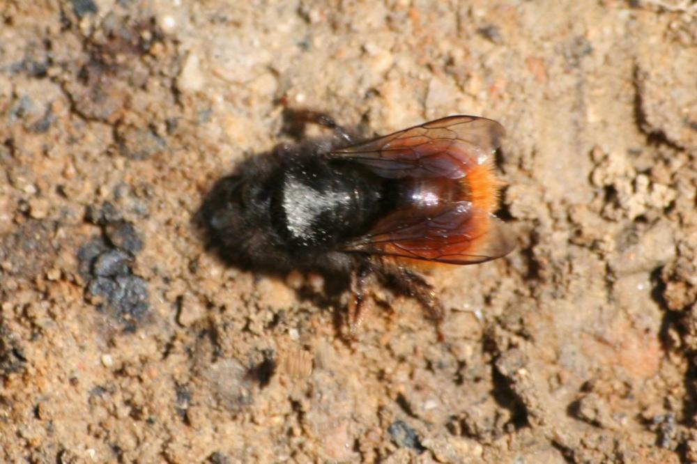  Osmia cornuta (Latreille, 1805)