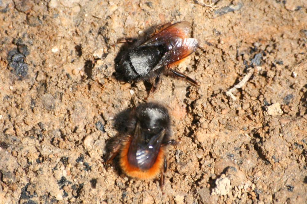  Osmia cornuta (Latreille, 1805)