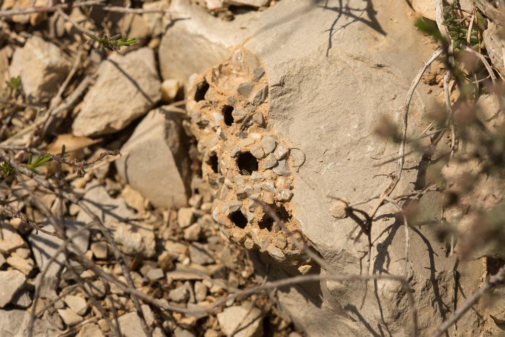  Katamenes arbustorum (Panzer, 1799)