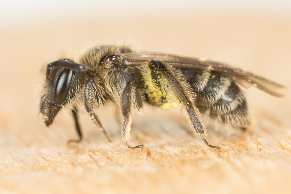 Le  sp. Andrena Fabricius, 1775 sp.
