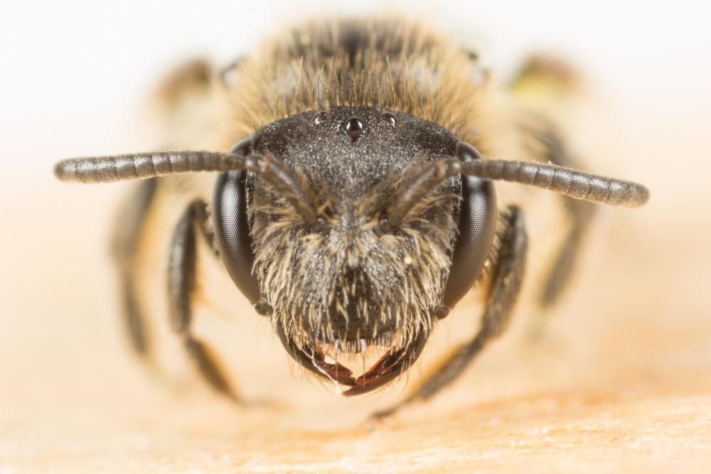Le  sp. Andrena Fabricius, 1775 sp.