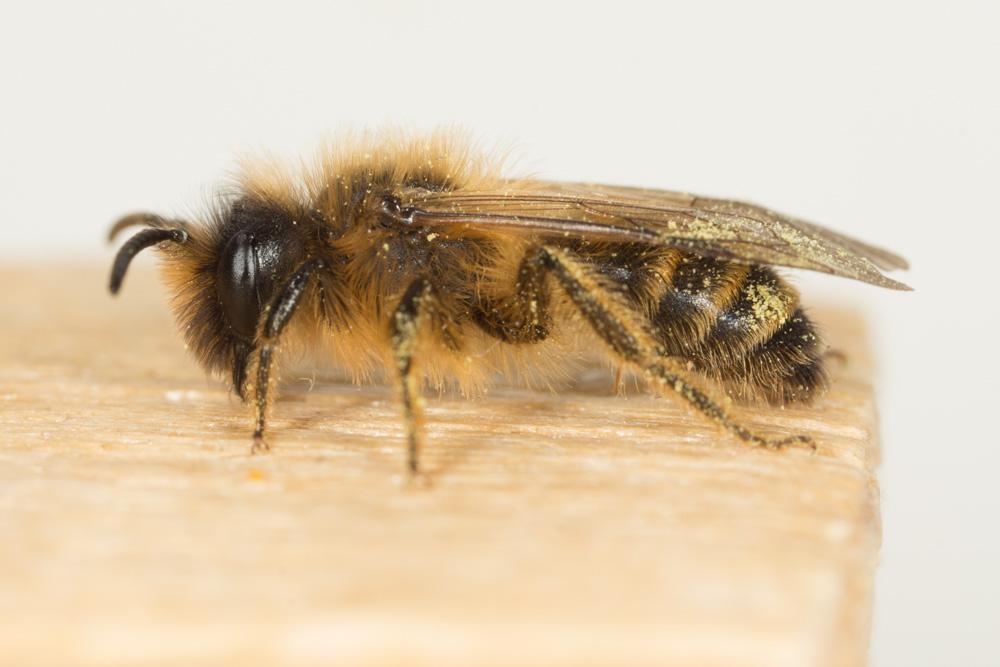 Andrena flavipes Panzer, 1799