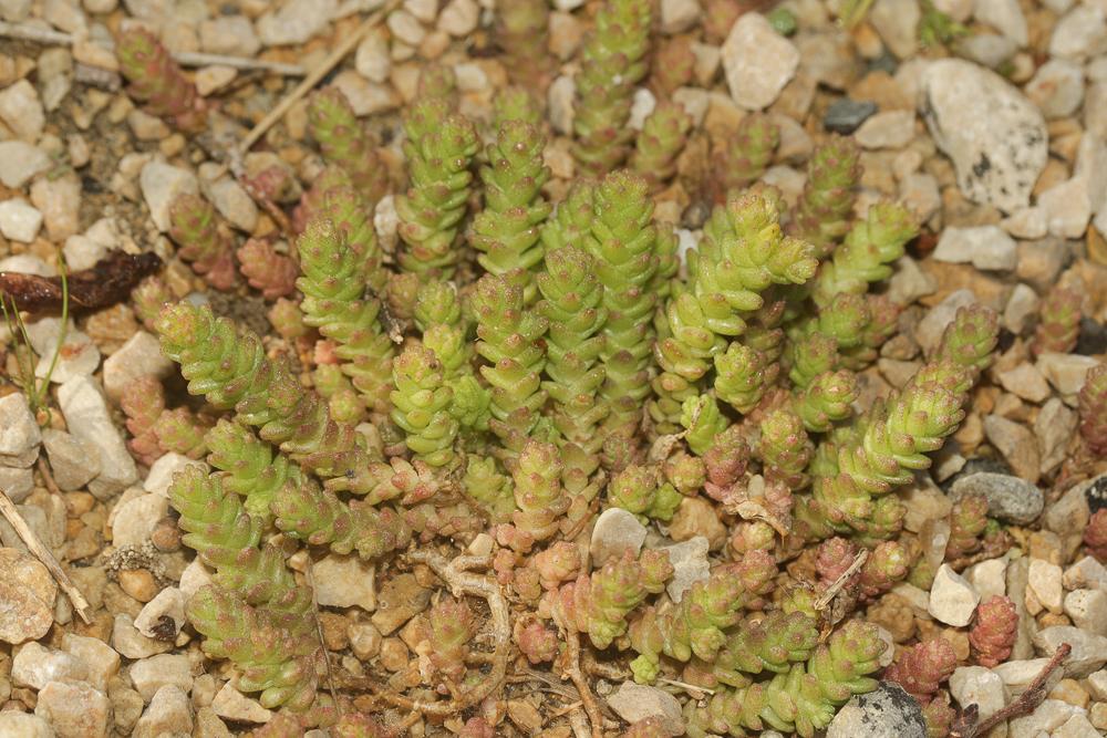 Poivre de muraille, Orpin acre Sedum acre L., 1753