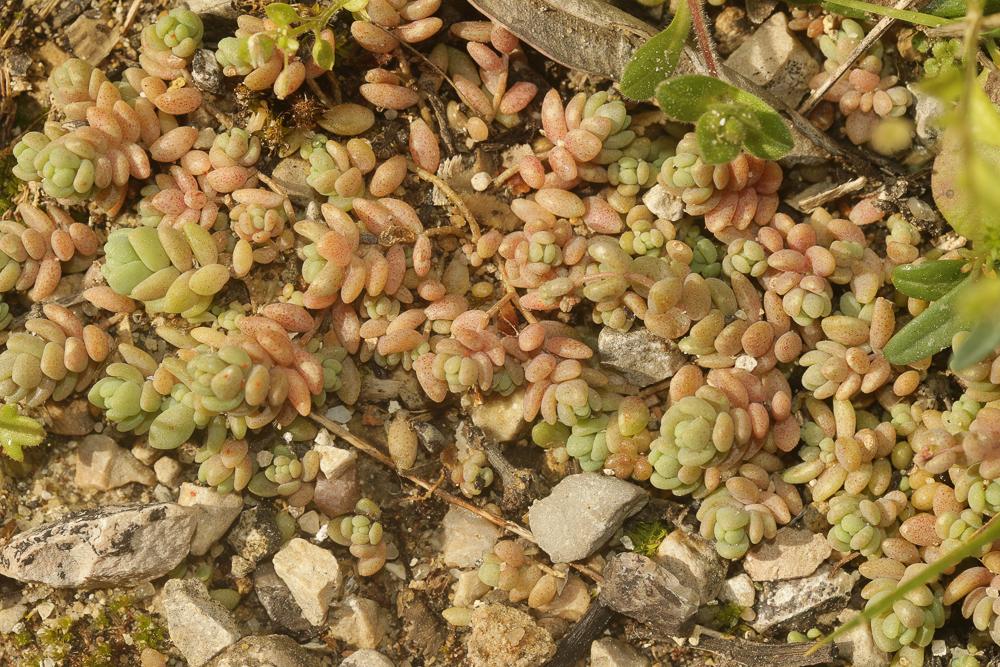 Orpin à feuilles serrées, Orpin à feuilles épaisse Sedum dasyphyllum L., 1753