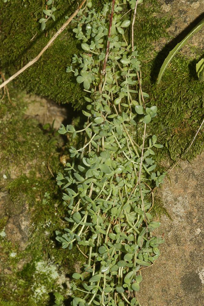 Orpin à feuilles serrées, Orpin à feuilles épaisse Sedum dasyphyllum L., 1753