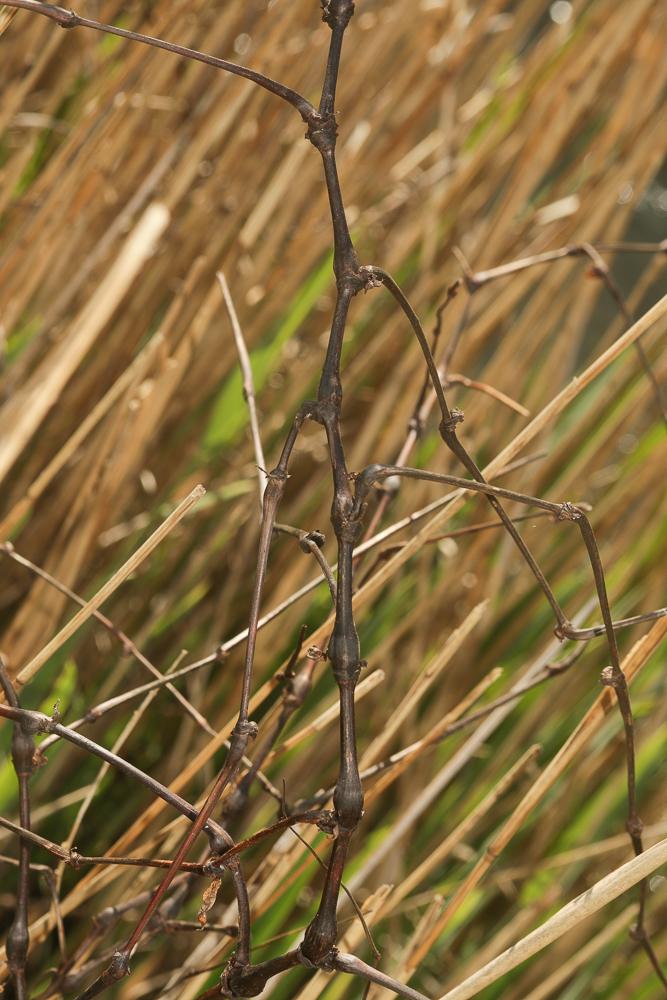 Persicaria (L.) Mill., 1754