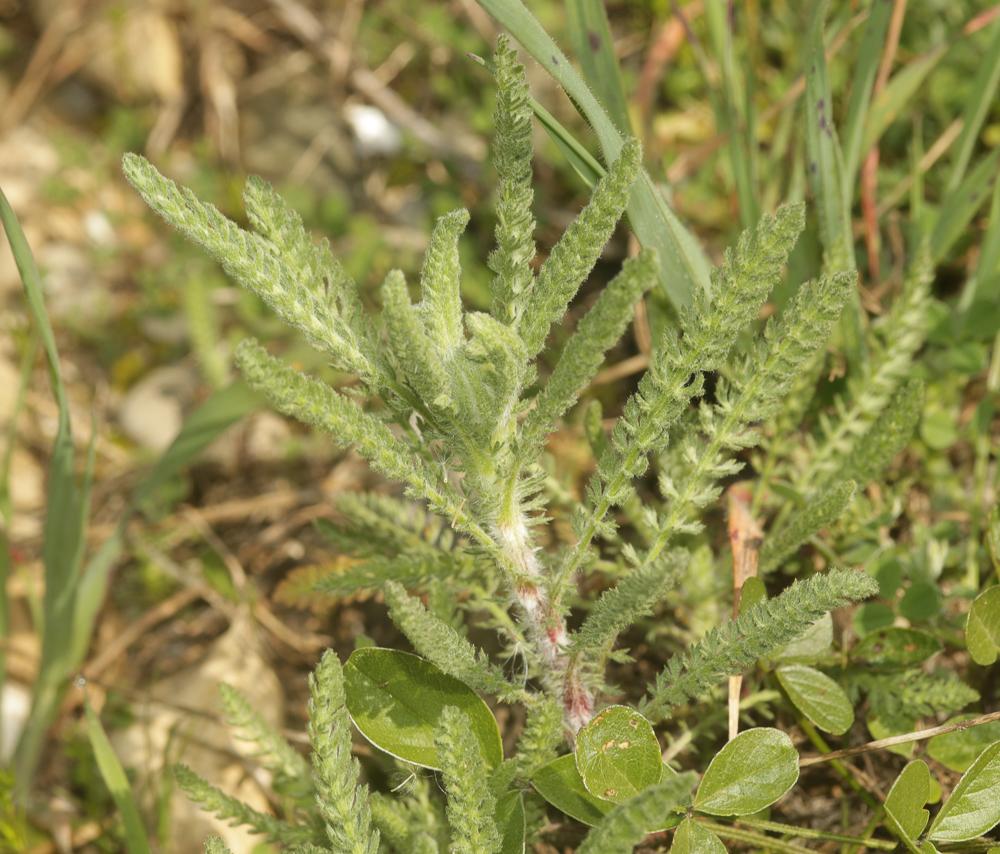 Achillée tomenteuse Achillea tomentosa L., 1753