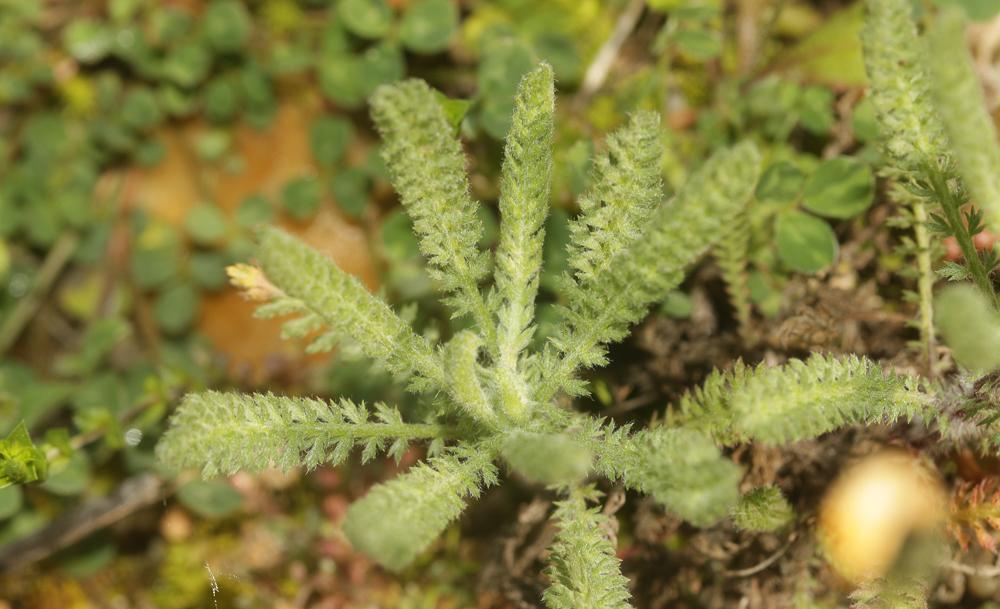 Achillée tomenteuse Achillea tomentosa L., 1753