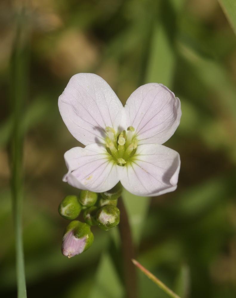 Cardamine des prés, Cresson des prés Cardamine pratensis L., 1753
