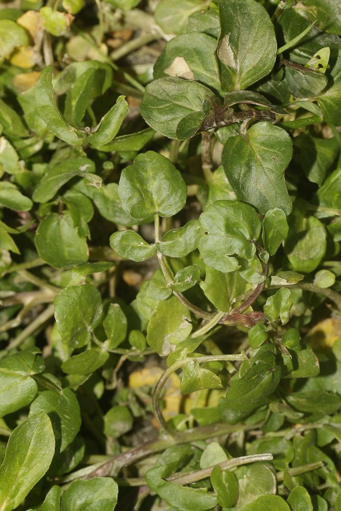 Cardamine des prés, Cresson des prés Cardamine pratensis L., 1753