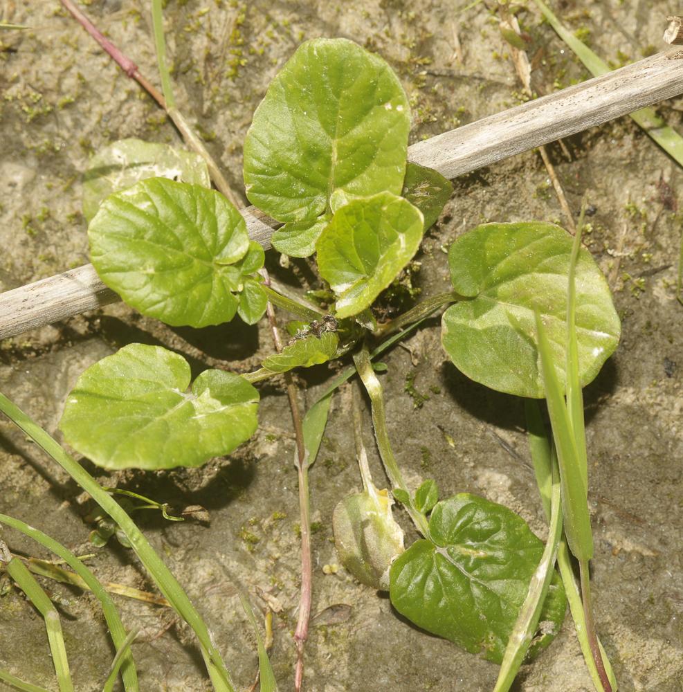 Barbarée  commune, Herbe de sainte Barbe Barbarea vulgaris W.T.Aiton, 1812