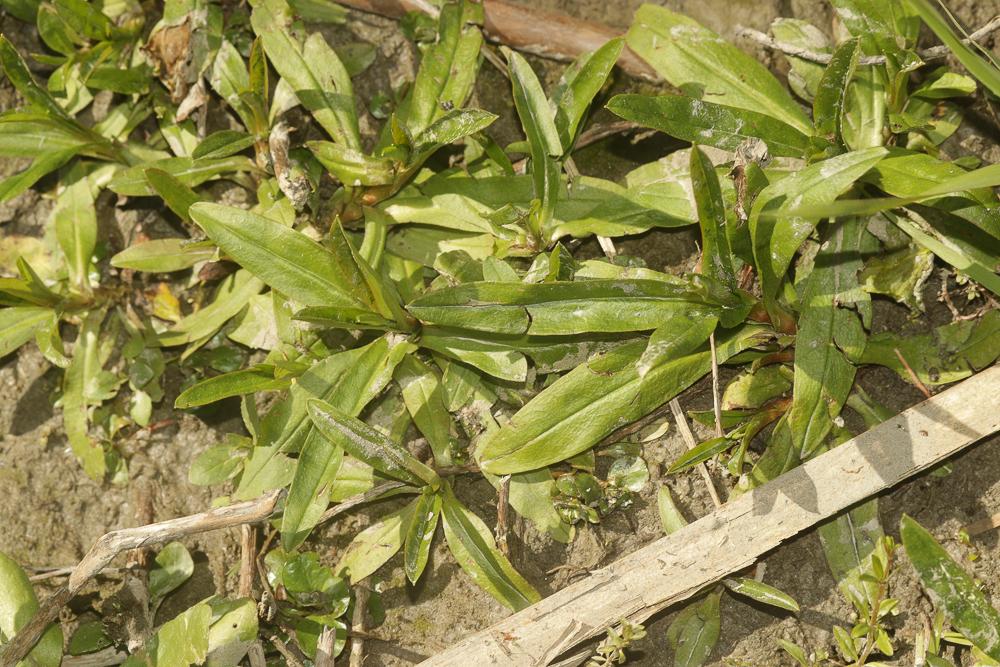 Myosotis des marais, Myosotis faux Scorpion Myosotis scorpioides L., 1753