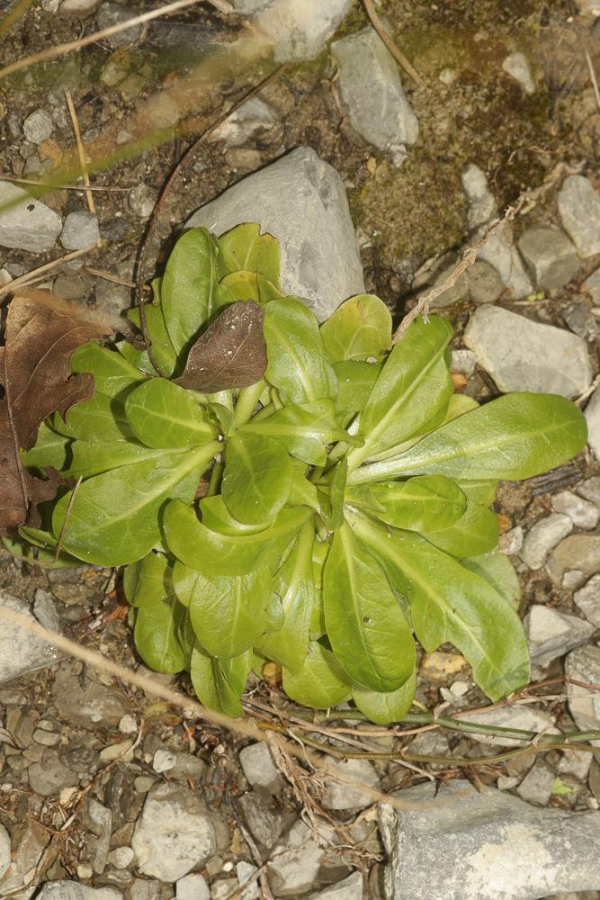 Samole de Valerand, Mouron d'eau Samolus valerandi L., 1753