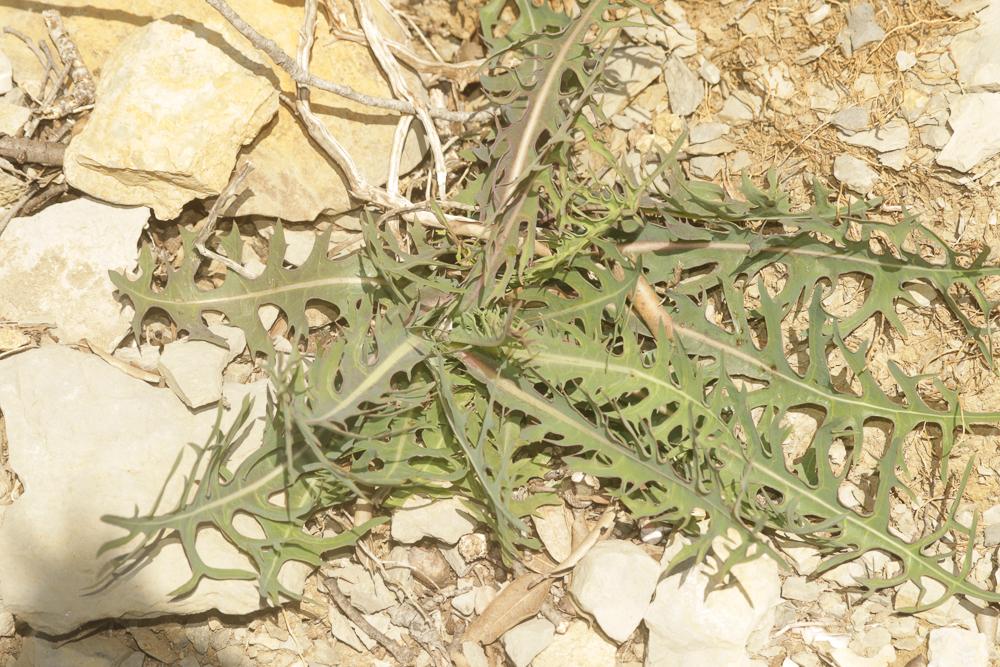 Laitue vivace, Lâche Lactuca perennis L., 1753