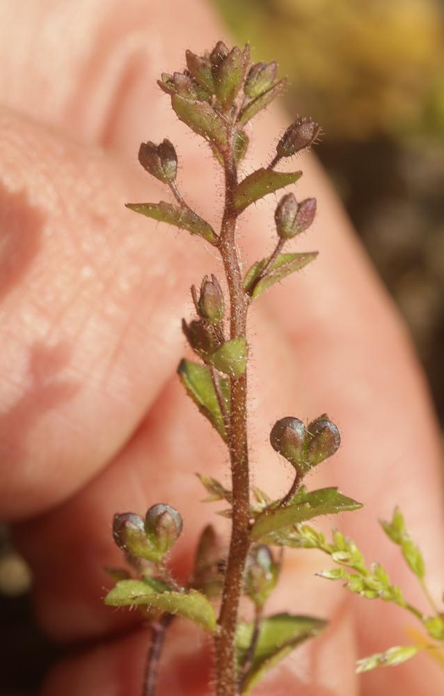 Véronique à feuilles d'acinos, Véronique à feuille Veronica acinifolia L., 1762