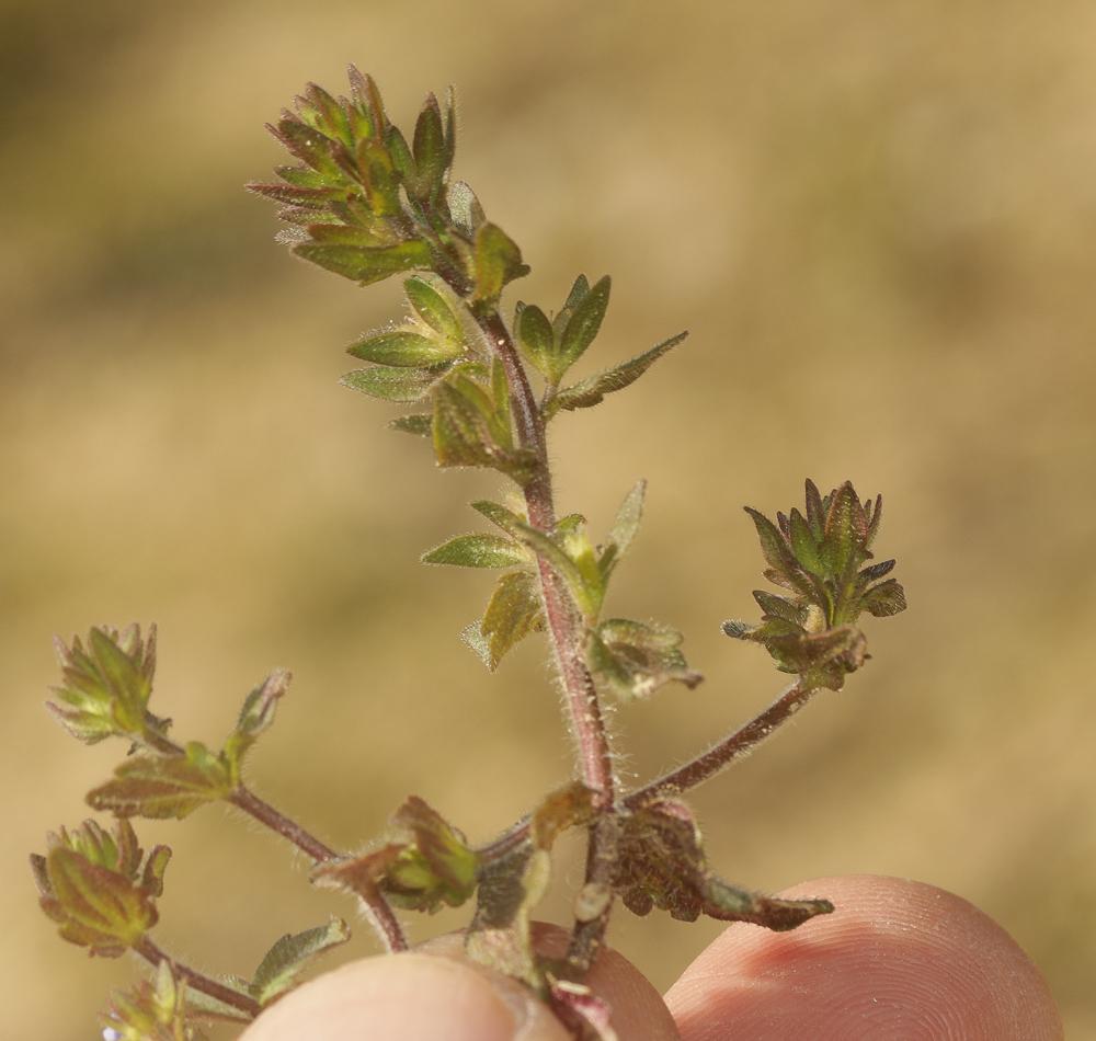 Véronique à feuilles d'acinos, Véronique à feuille Veronica acinifolia L., 1762