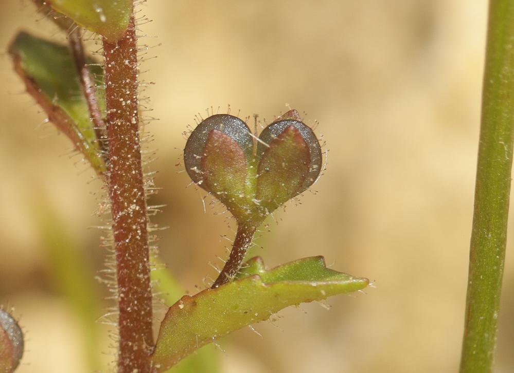 Véronique à feuilles d'acinos, Véronique à feuille Veronica acinifolia L., 1762