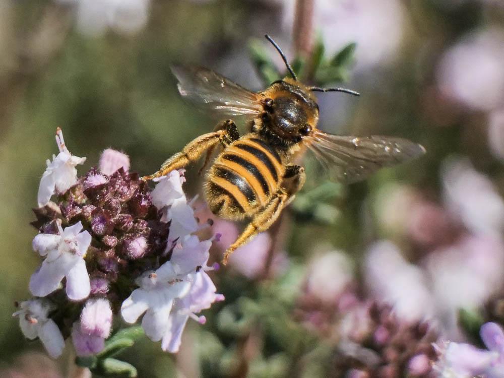  Halictus scabiosae (Rossi, 1790)
