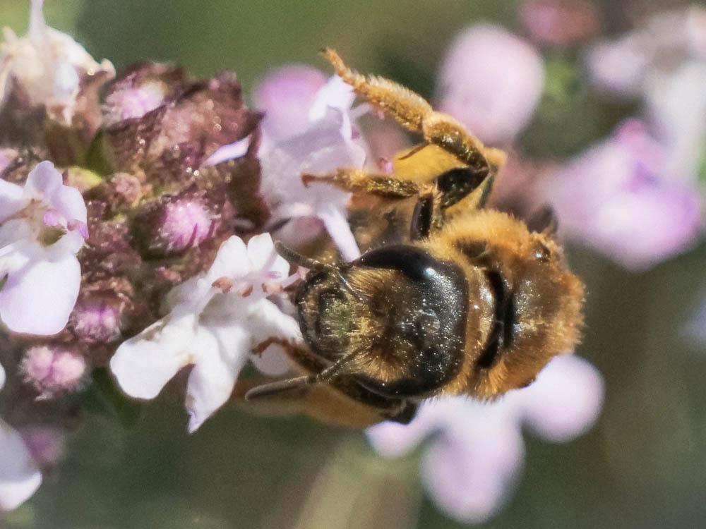  Halictus scabiosae (Rossi, 1790)