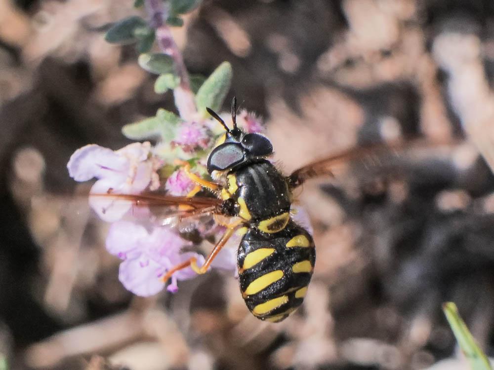  Chrysotoxum intermedium (Meigen, 1822)