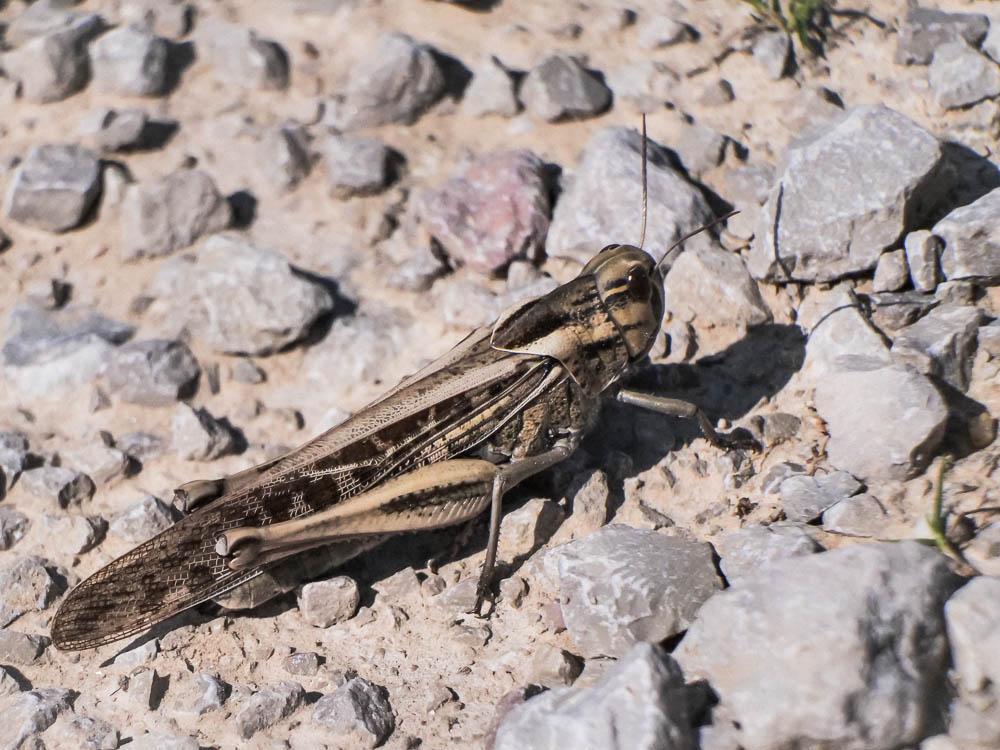 Criquet migrateur, Criquet voyageur, Criquet cendr Locusta migratoria (Linnaeus, 1758)