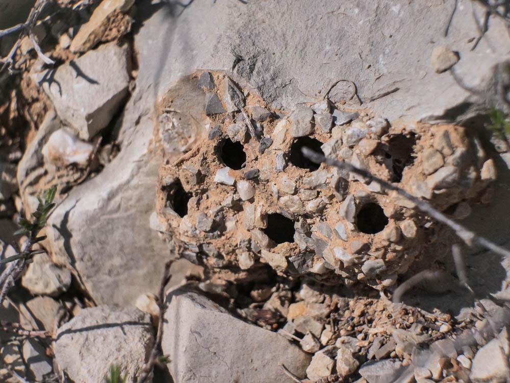  Katamenes arbustorum (Panzer, 1799)