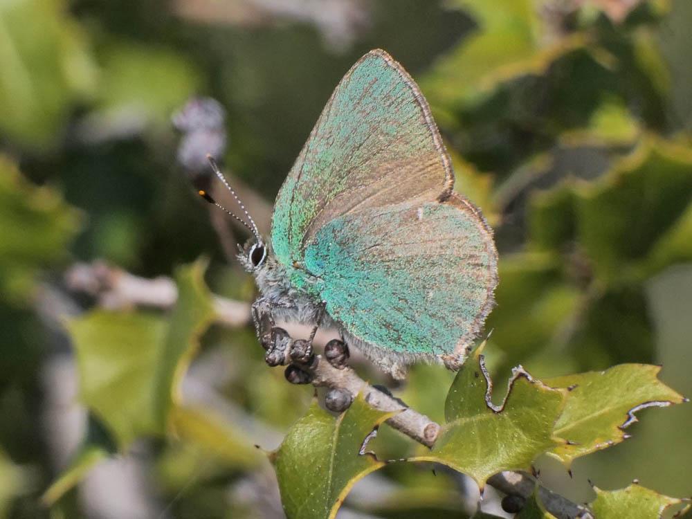 Thécla de la Ronce (La), Argus vert (L') Callophrys rubi (Linnaeus, 1758)