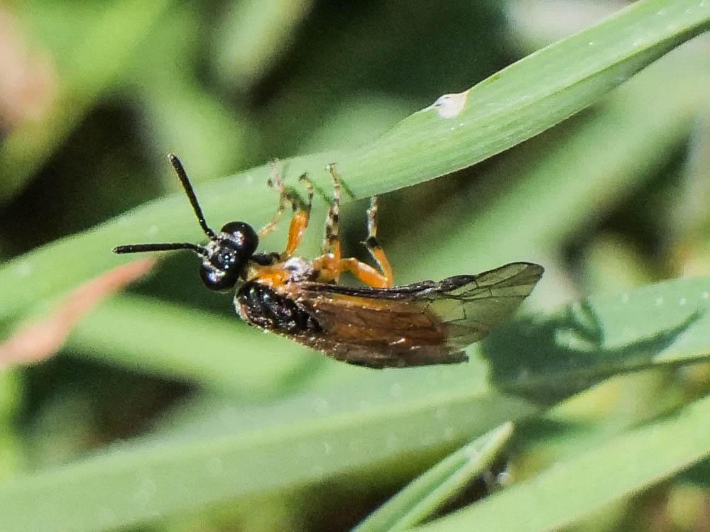  Arge ochropus (Gmelin, 1790)