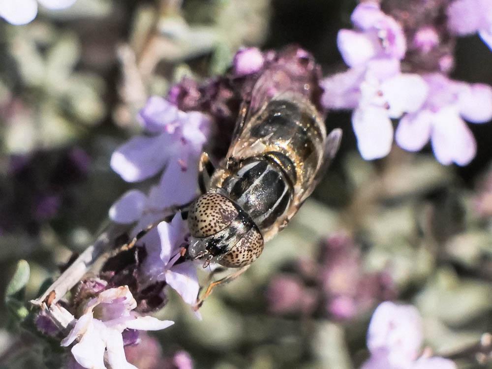 Eristalinus aeneus (Scopoli, 1763)