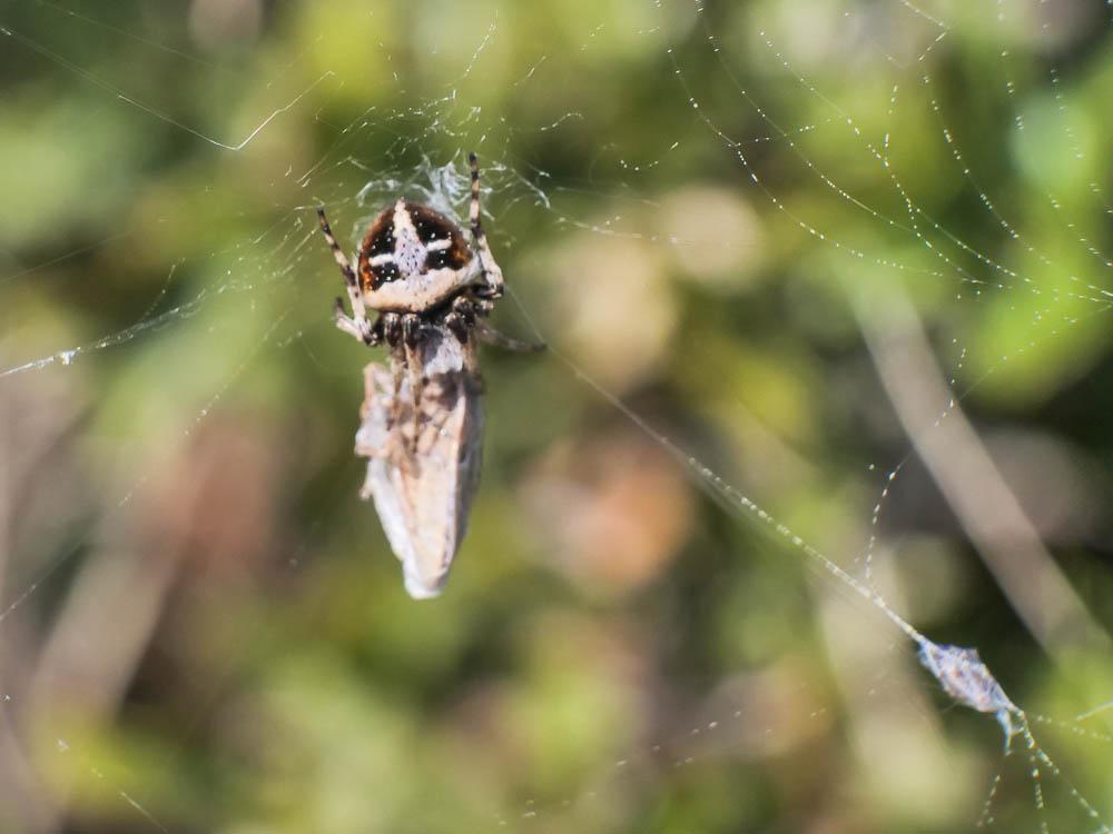 Épeire de velours Agalenatea redii (Scopoli, 1763)