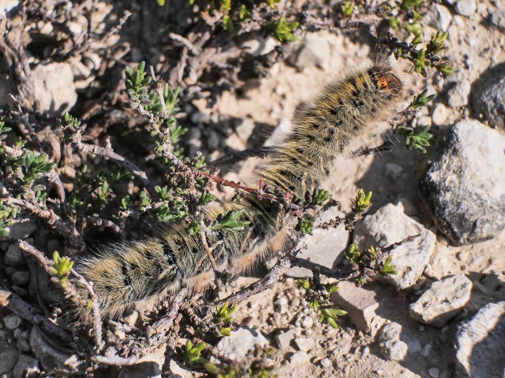 Petit minime à bande (Le), Bombyx du Trèfle (Le) Lasiocampa trifolii (Denis & Schiffermüller, 1775)