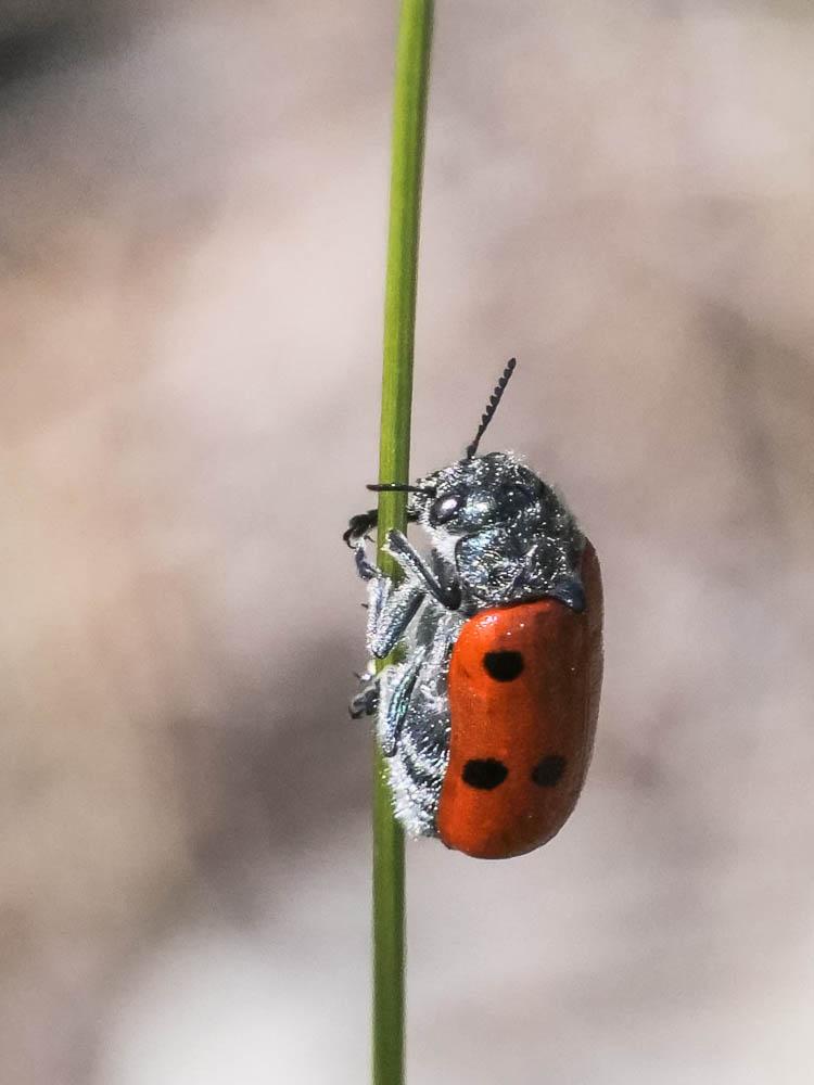  Lachnaia tristigma (Lacordaire, 1848)