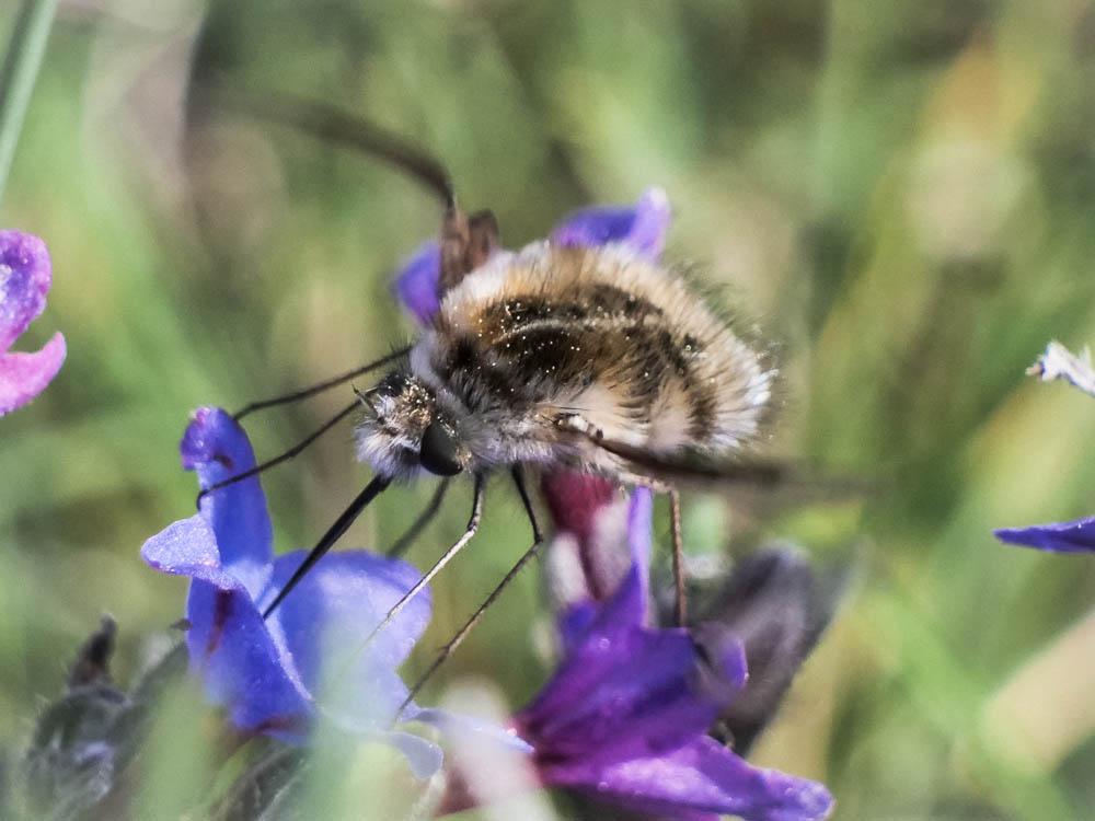  Bombylius analis Olivier, 1789