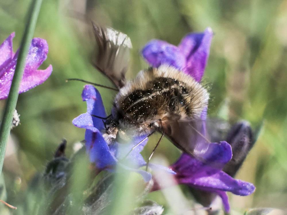  Bombylius analis Olivier, 1789