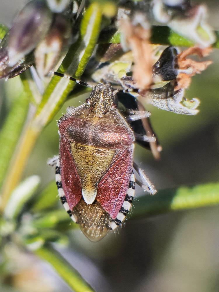 Punaise brune à antennes & bords panachés Dolycoris baccarum (Linnaeus, 1758)