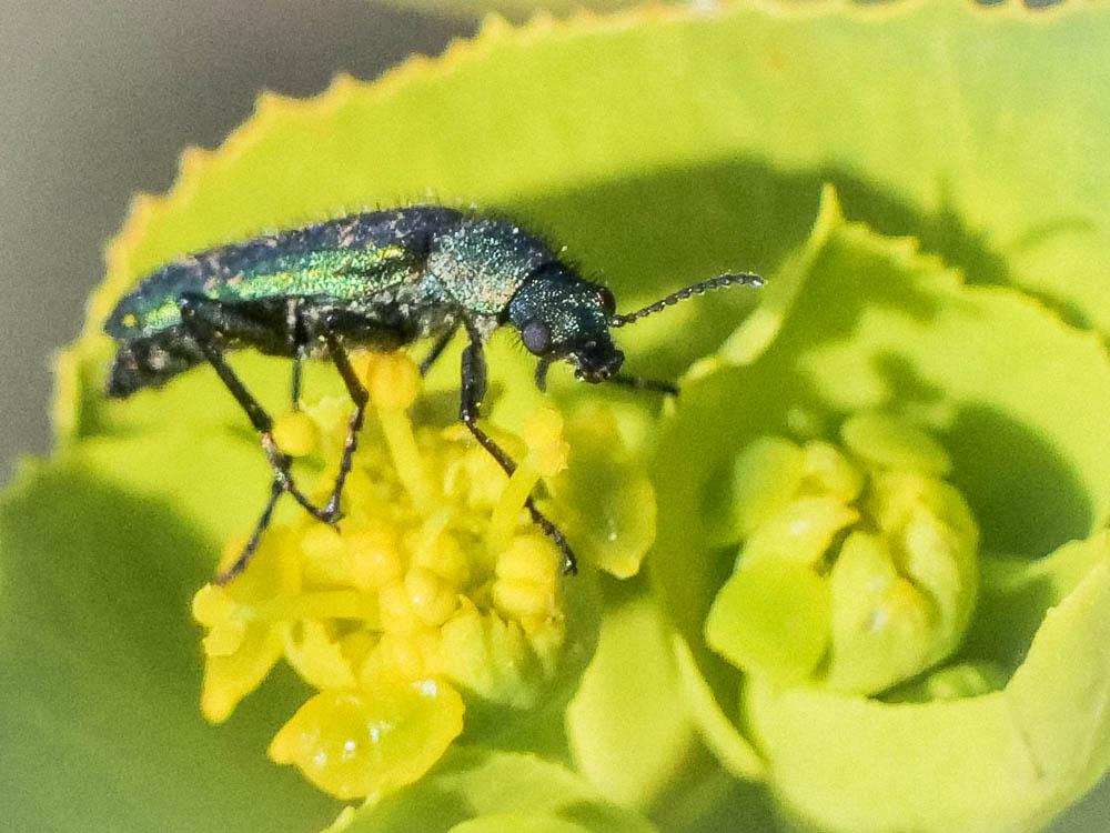 Psilothrix vert Psilothrix viridicoerulea (Geoffroy, 1785)