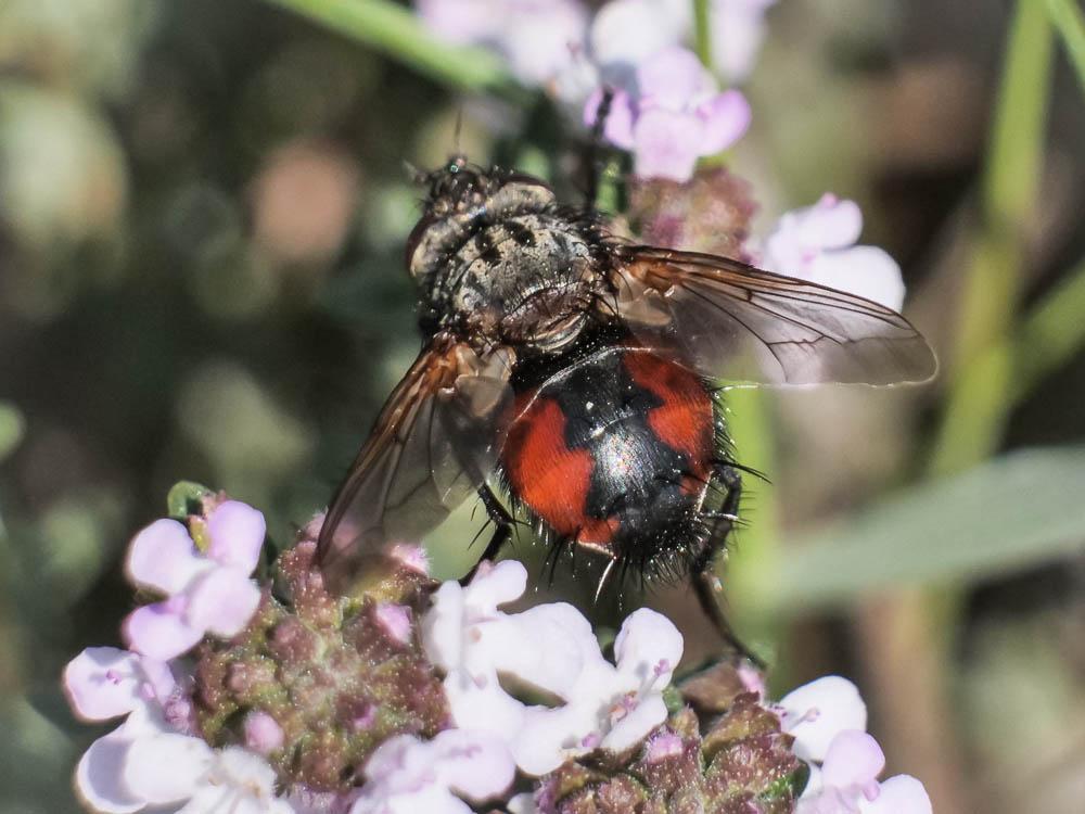  Peleteria meridionalis (Robineau-Desvoidy, 1830)