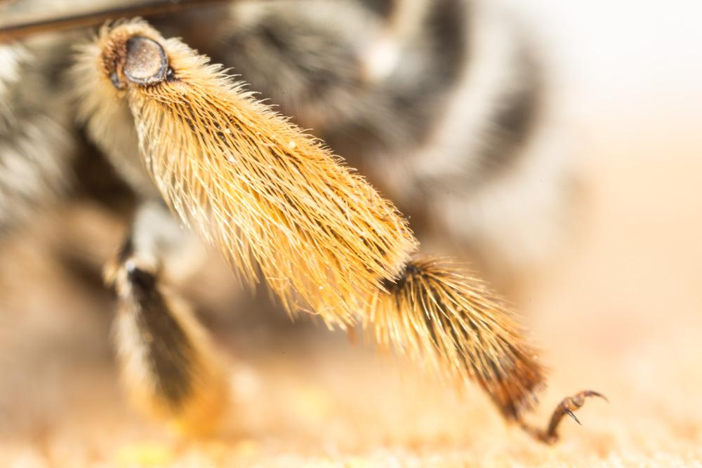 Anthophore à tarses gonflés Anthophora dispar Lepeletier, 1841