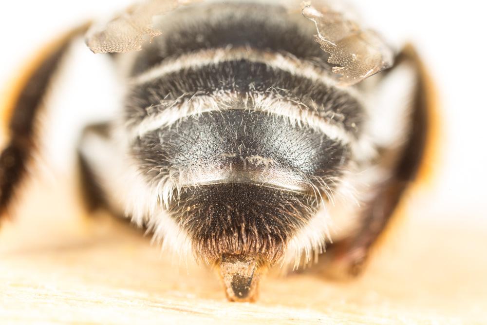 Anthophore à tarses gonflés Anthophora dispar Lepeletier, 1841
