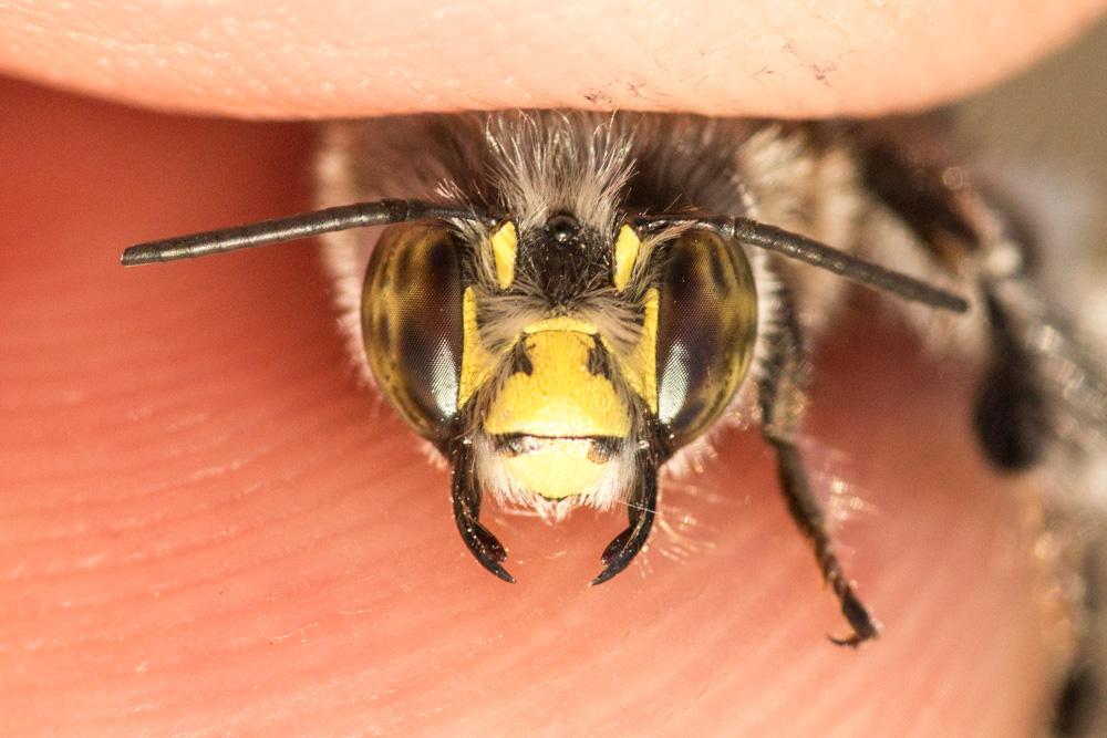 Anthophore à tarses gonflés Anthophora dispar Lepeletier, 1841