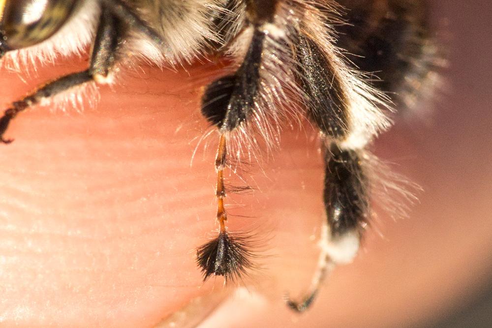 Anthophore à tarses gonflés Anthophora dispar Lepeletier, 1841