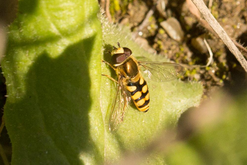  Eupeodes Osten Sacken, 1877