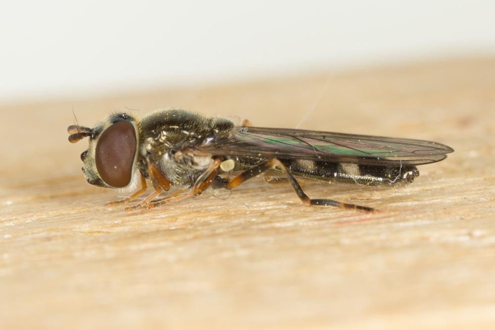  Platycheirus Lepeletier de Saint-Fargeau & Audinet-Serville in Latreille, 1828