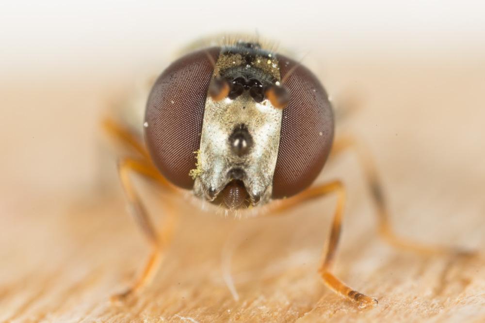  Platycheirus Lepeletier de Saint-Fargeau & Audinet-Serville in Latreille, 1828