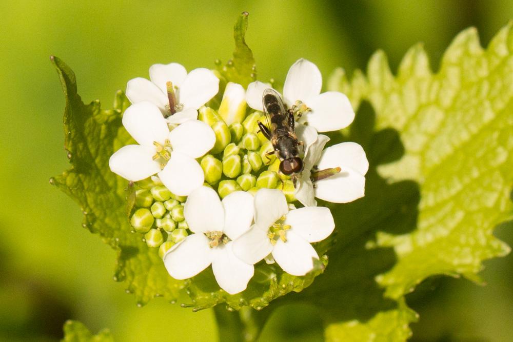  Syritta pipiens (Linnaeus, 1758)