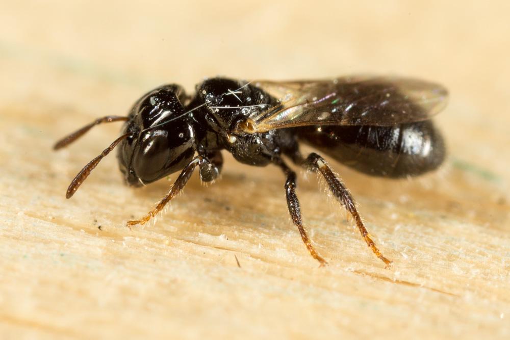 Ceratine naine Ceratina parvula Smith, 1854