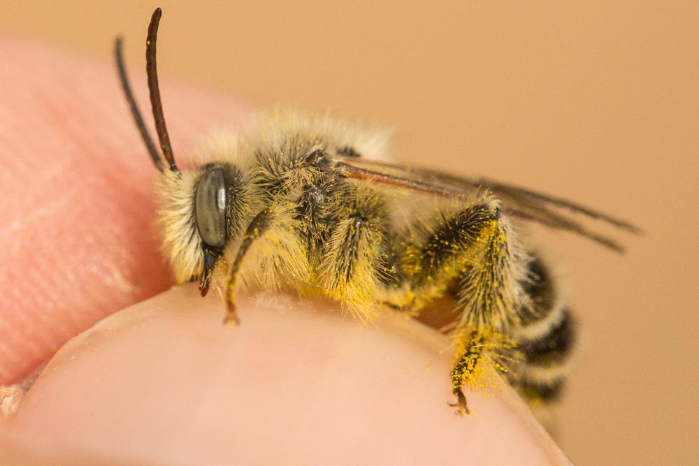  Dasypoda morawitzi Radchenko, 2016