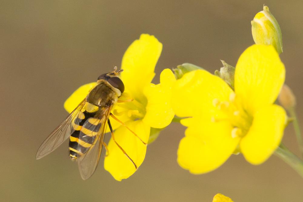 Syrphus vitripennis Meigen, 1822