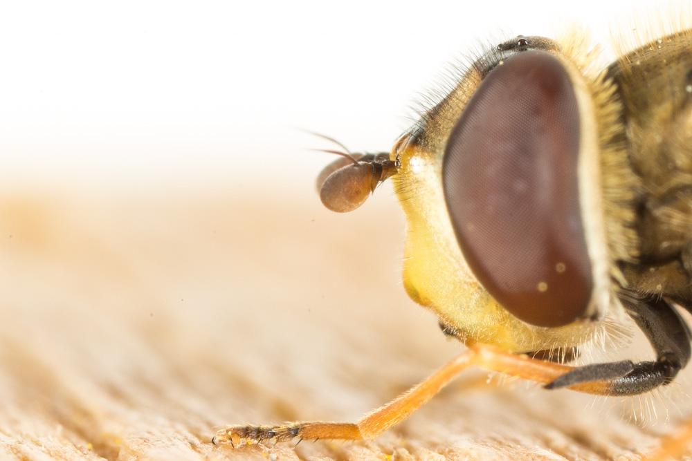  Syrphus vitripennis Meigen, 1822